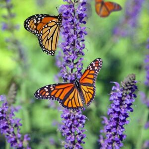 lavendel